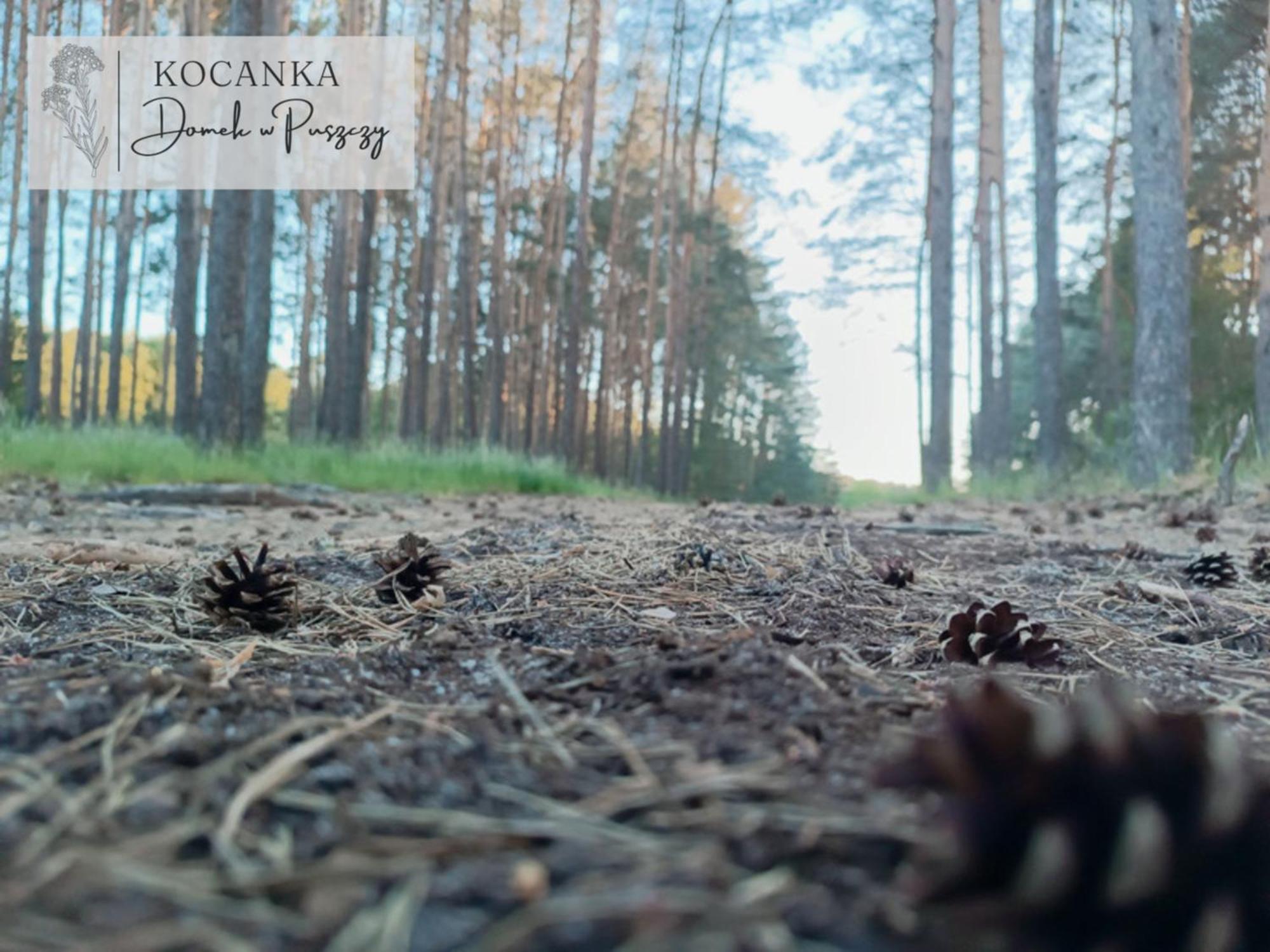Domek W Puszczy ,,Kocanka" Mezyk Exteriör bild